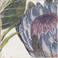 MURAL PROTEA